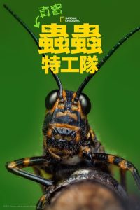 虫虫历险记 poster