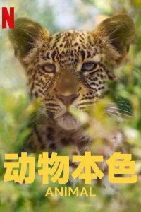动物本色 poster