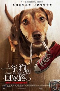 一条狗的回家路 poster