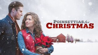 Poinsettias for Christmas photo