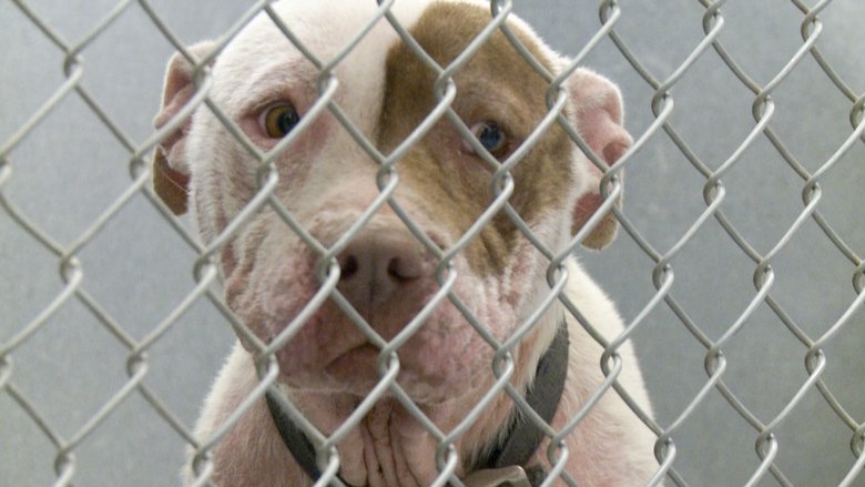 One Nation Under Dog:  Stories of Fear, Loss and Betrayal photo