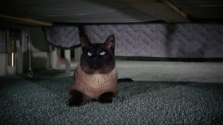 酷猫妙妙探 photo