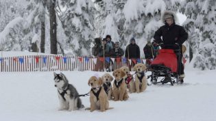 雪地巴迪 photo