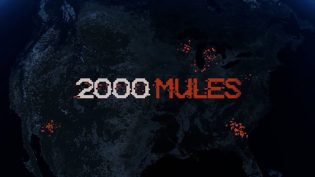 2000头骡子 photo