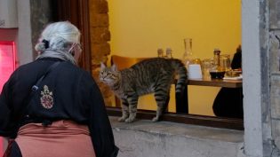 伊斯坦布尔的猫 photo