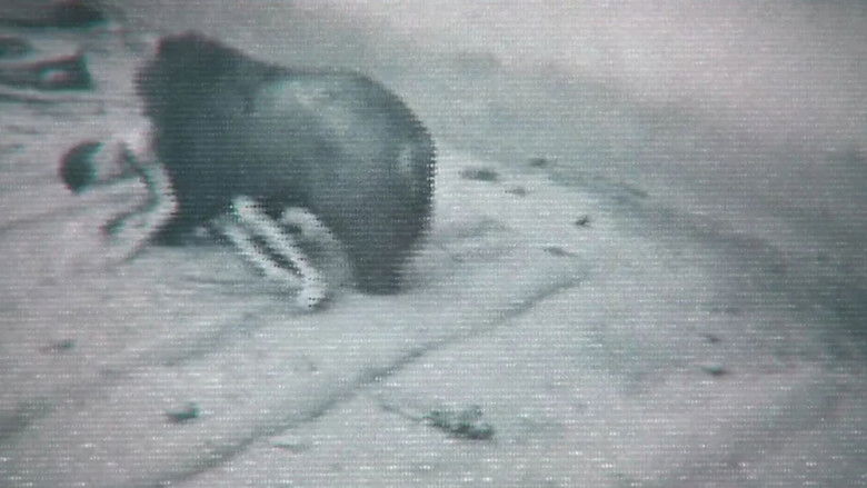 死亡真面目 photo