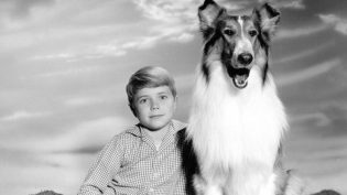 Lassie photo
