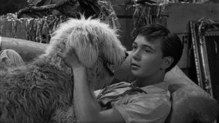 The Shaggy Dog photo