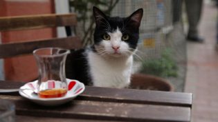 伊斯坦布尔的猫 photo