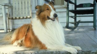 新灵犬莱西 photo