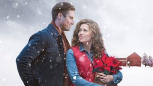Poinsettias for Christmas photo