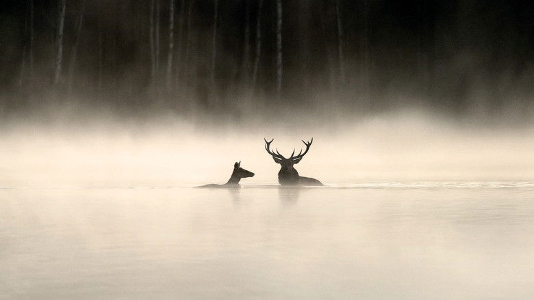 Le Chant des forêts photo