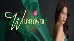 Wildflower photo