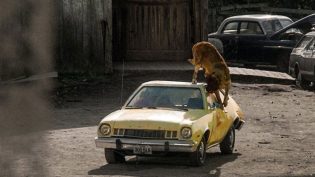狂犬惊魂 photo