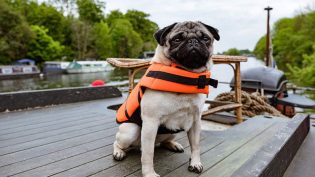我的冤家是条狗 photo