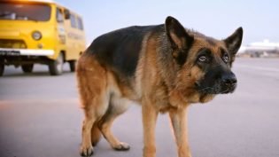 忠犬帕尔玛 photo