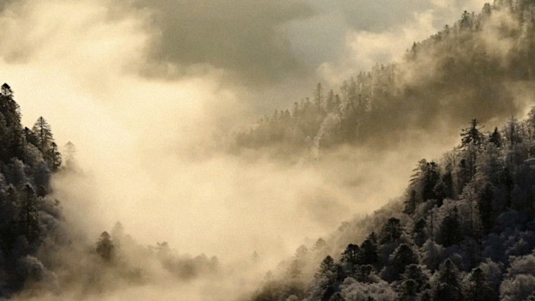 Le Chant des forêts photo