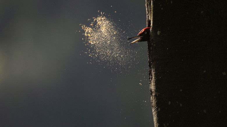 Le Chant des forêts photo