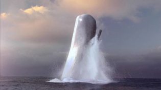 Moby Dick photo