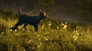 猫猫的奇幻漂流 photo