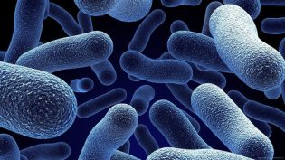 Bacterial World photo
