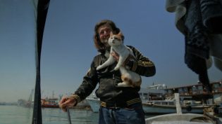 伊斯坦布尔的猫 photo
