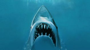大白鲨 photo