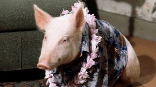 Green Acres photo