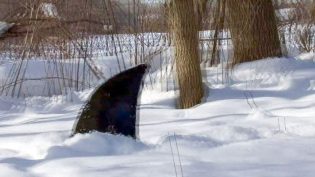 雪中鲨:古代的野兽 photo