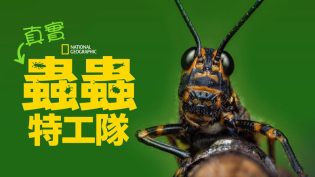 虫虫历险记 photo