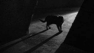 黑猫 photo