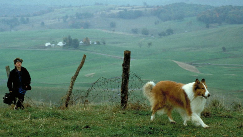 新灵犬莱西 photo