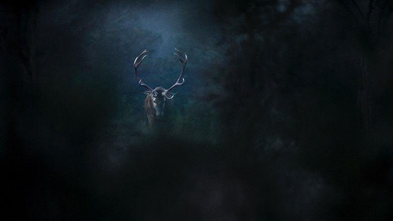 Le Chant des forêts photo