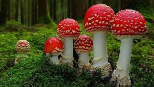 神奇的真菌 photo
