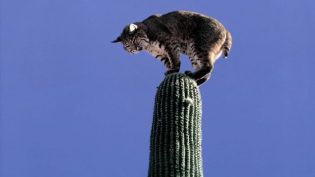 The Living Desert photo