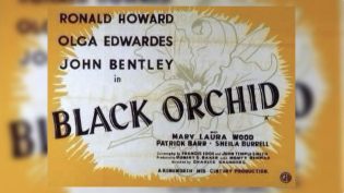 Black Orchid photo