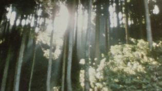 萌之朱雀 photo