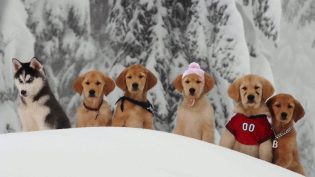 雪地巴迪 photo