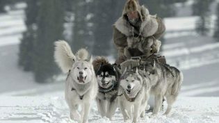 送赞雪橇犬 photo