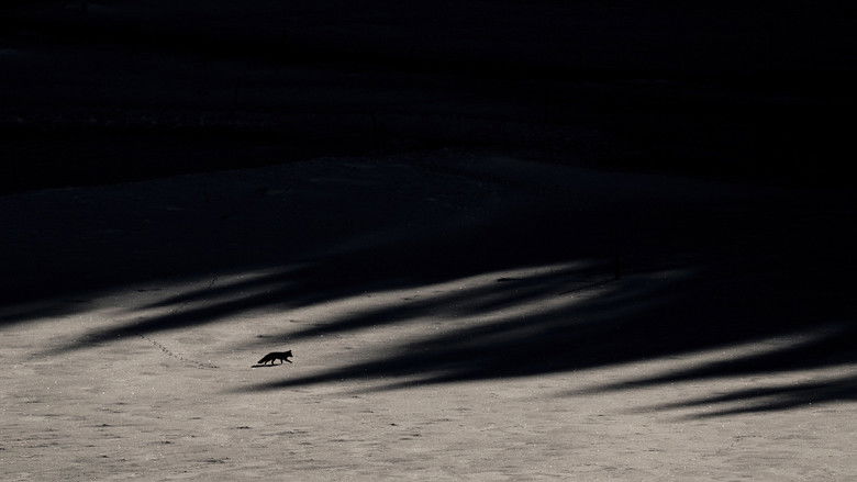 Le Chant des forêts photo