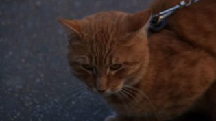 老人与猫 photo