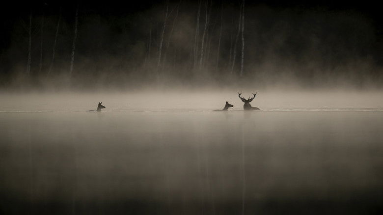 Le Chant des forêts photo