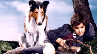 灵犬莱西 photo