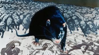 鼠王 photo