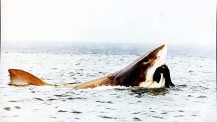 Cruel Jaws photo