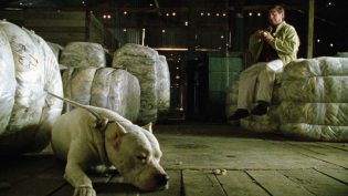 保镖犬大B photo