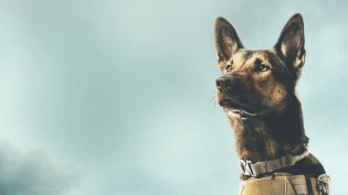 军犬麦克斯 photo
