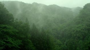 小森林：夏秋篇 photo