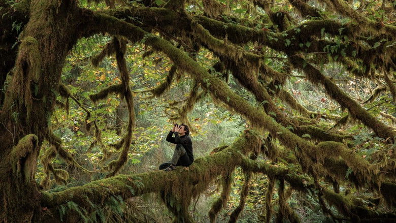 Le Chant des forêts photo