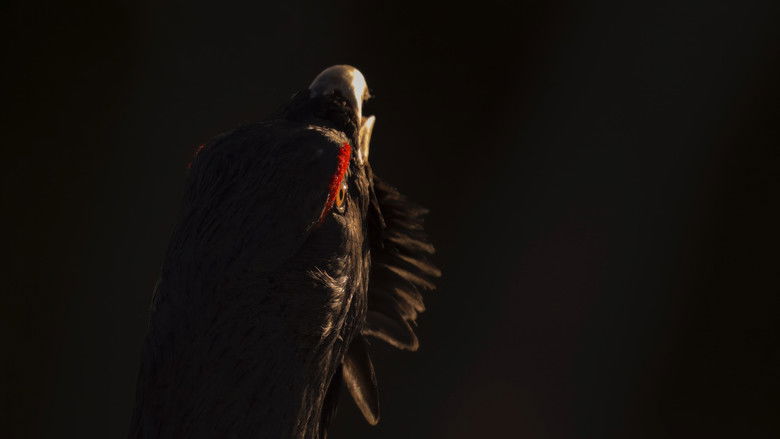 Le Chant des forêts photo